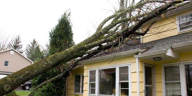 How to Deal with Storm Damage